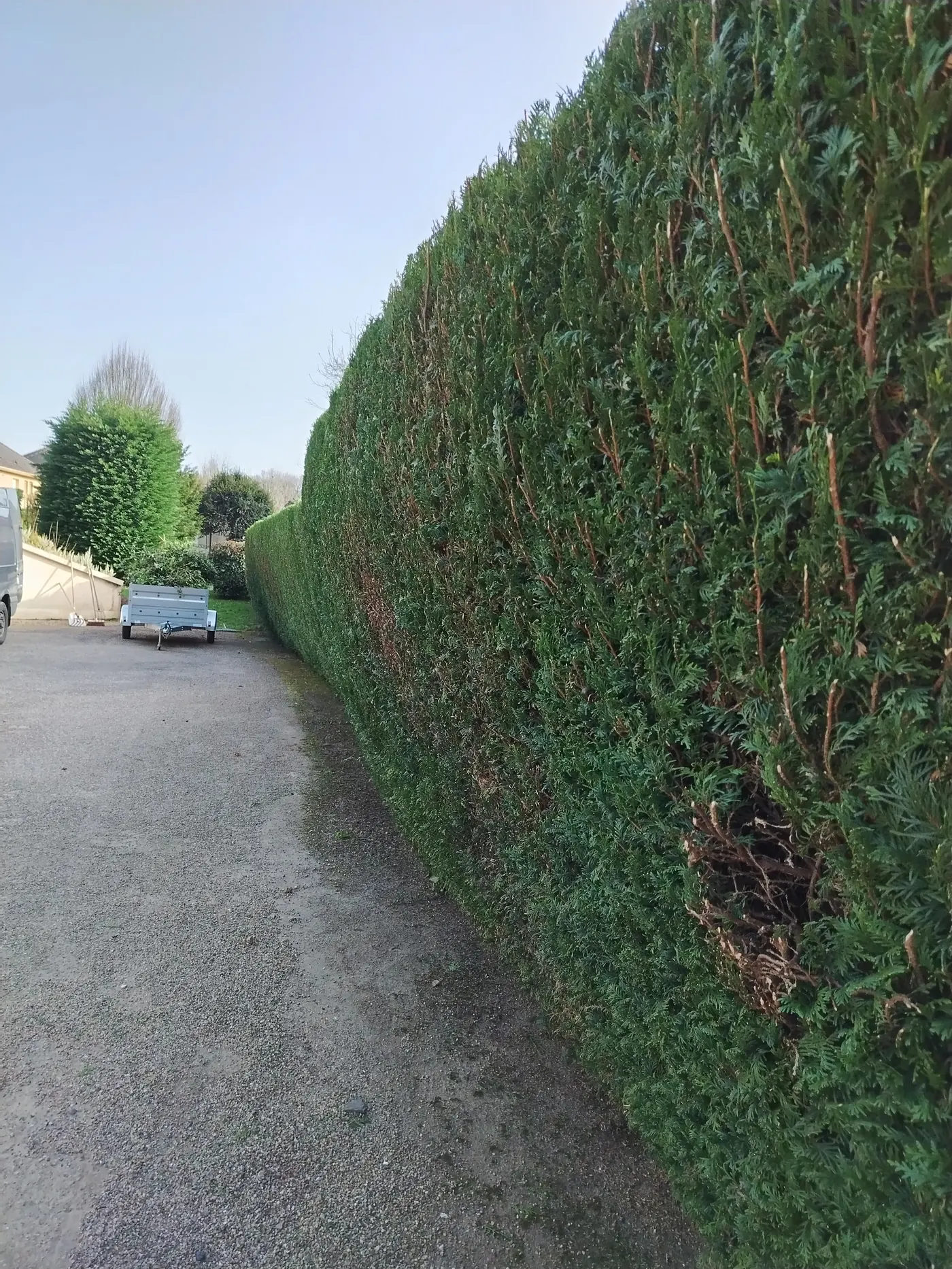 Haie après taille par Éloé Services